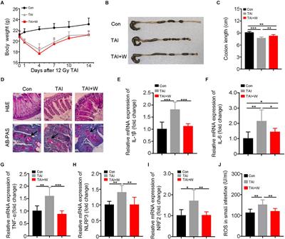 Low-Intensity Exercise Modulates Gut Microbiota to Fight Against Radiation-Induced Gut Toxicity in Mouse Models